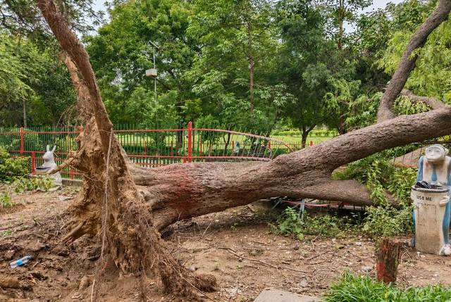 Storm-damaged tree requiring emergency service