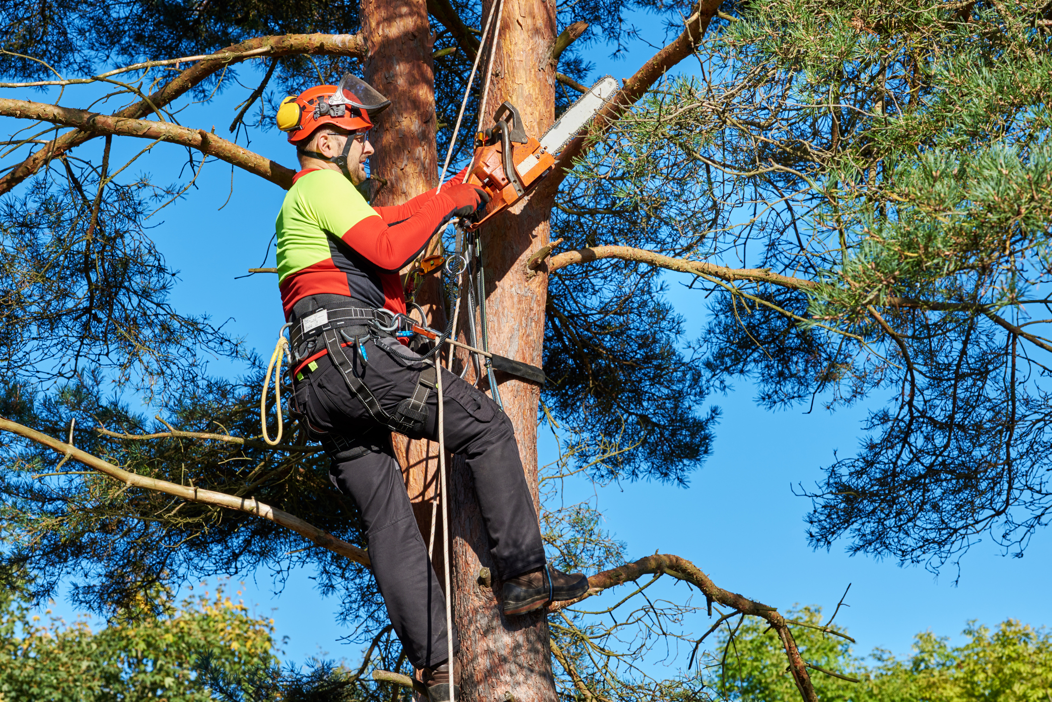Arborist using a chainsaw while climbing a tree