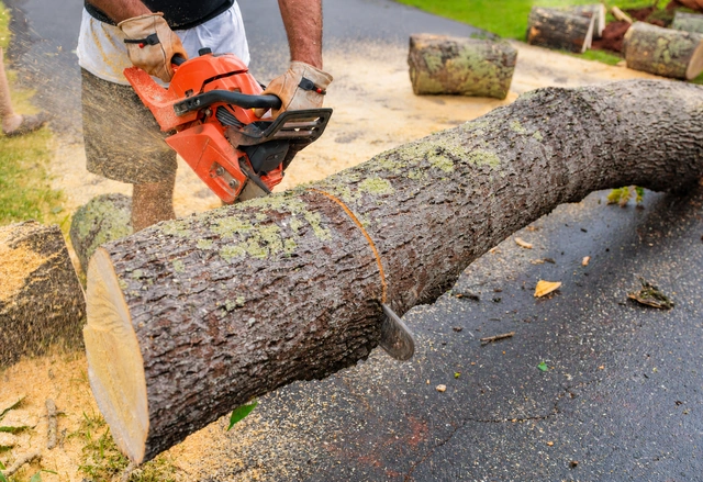 Tree removal professional cutting a felled trunk