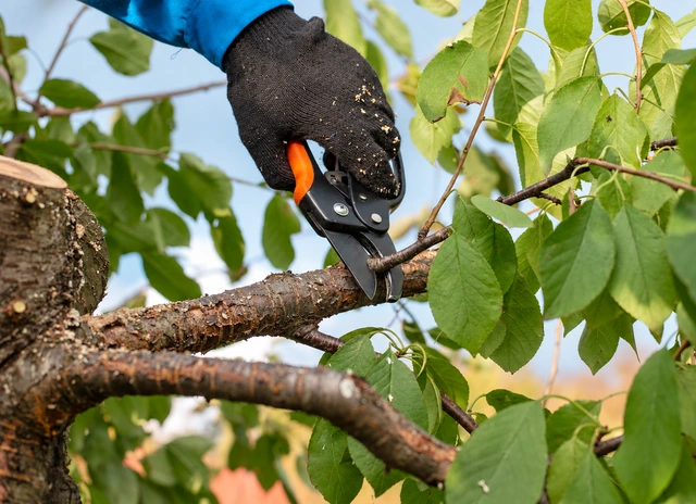 Tree branch being pruned with professional shears
